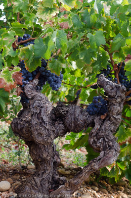Grapes2_DSC6029.jpg