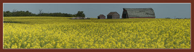farm buildings and canola fields.jpg