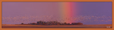 sunrise rainbow and snowgeese.jpg