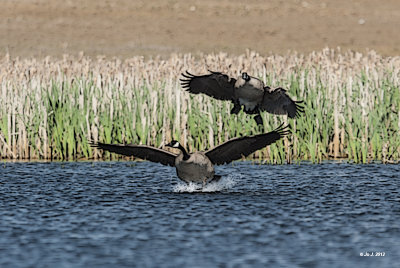 Canada geese-1.jpg