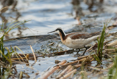 Wilson's phalarope-3.jpg