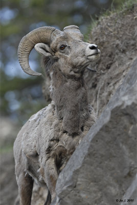 bighorn sheep-2.jpg