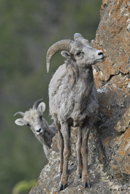 bighorn sheep-4.jpg
