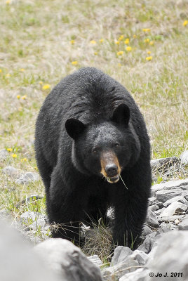 black bear-3.jpg