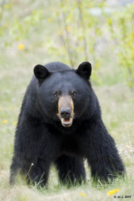 black bear-4.jpg