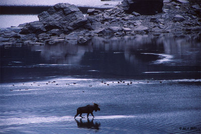 moose-2.jpg