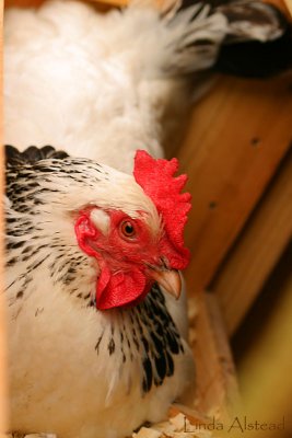 5th September 2006 - chick-chick-chicken lay a little egg for me