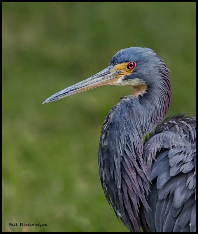 tricolor heron portrait2.jpg