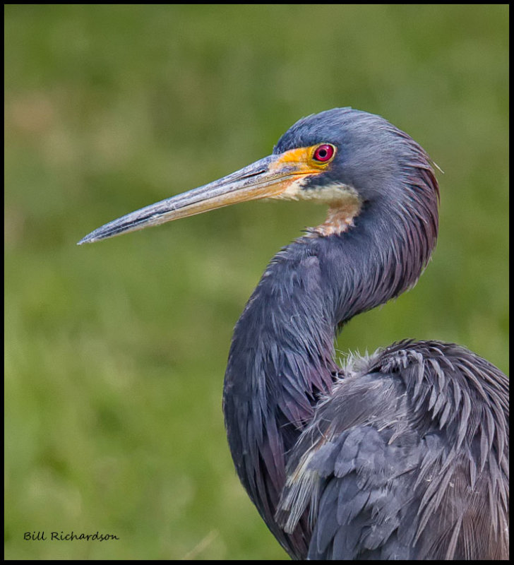 tricolor heron portrait.jpg