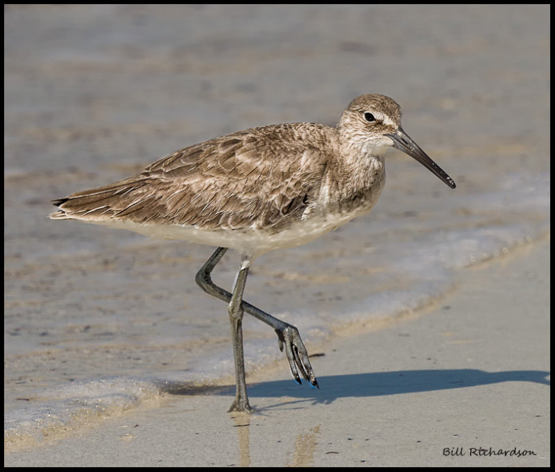 willet.jpg