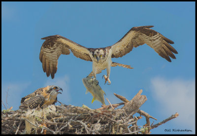 osprey adult w fish and chick.jpg