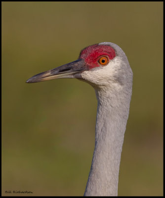 sand hill crane portrait.jpg