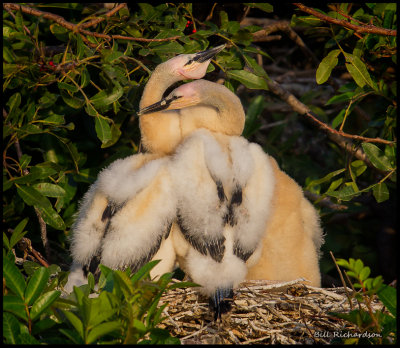 anhinga chicks huddling.jpg