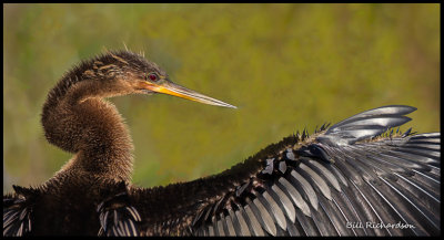 anhinga wing portrait.jpg