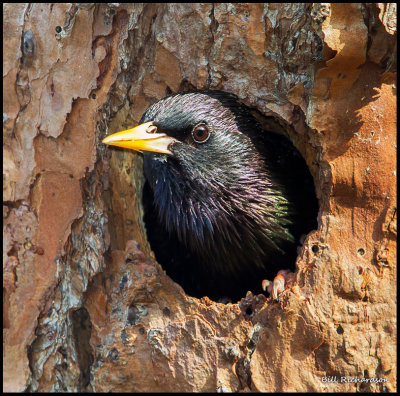 common starling.jpg