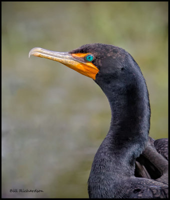 cormorant portrait2.jpg