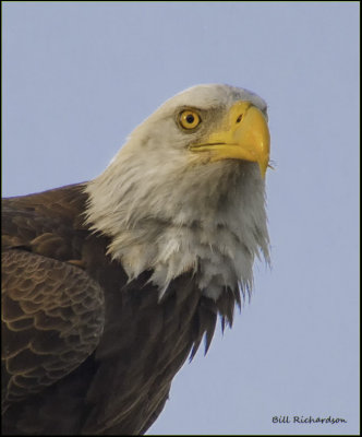 eagle portrait.jpg