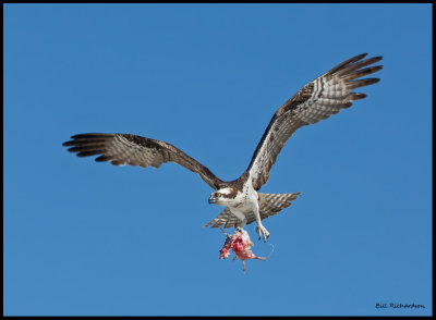 flying osprey w fish.jpg