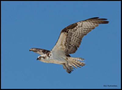 flying osprey2.jpg