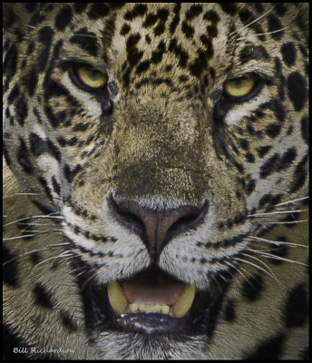 jaguar face.jpg