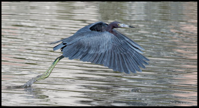little blue heron flying.jpg