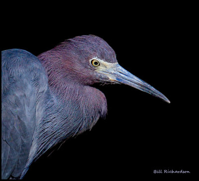 little blue heron portrait.jpg
