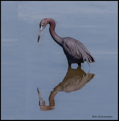 little blue heron reflection.jpg