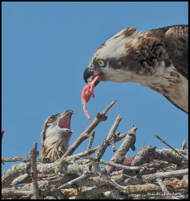 osprey feeding chick.jpg