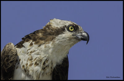 osprey portrait.jpg