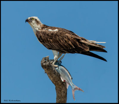 osprey w fish.jpg