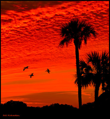 pelican sunset.jpg