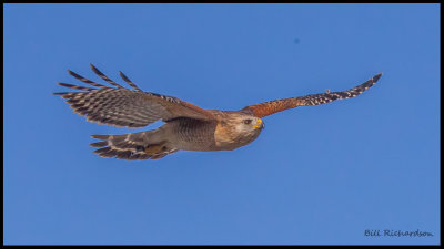 red shouldered hawk flying.jpg