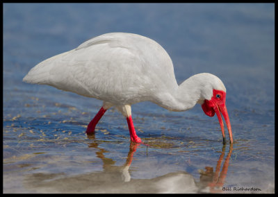 white ibis feeding.jpg