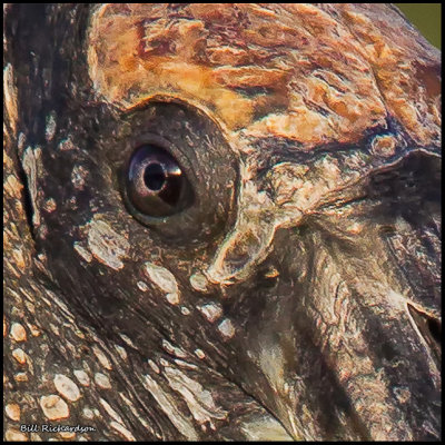 wood stork eye.jpg