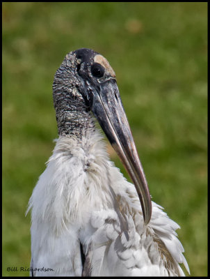 wood stork portrait..jpg