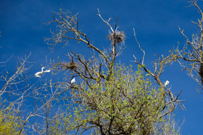 White Egrets (Ardea alba)