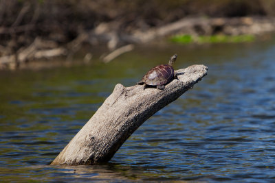 River Turtle (Emydidae)