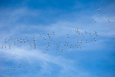 Skywriting White Pelicans