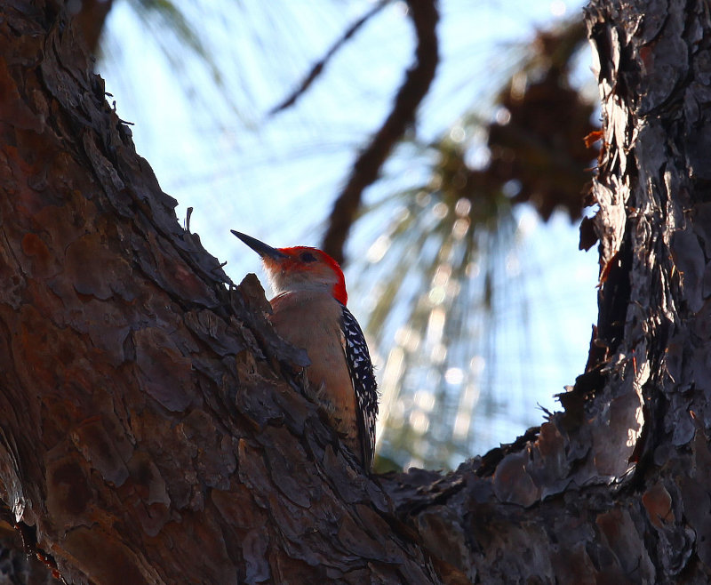 Red-Bellied Woodpecker, Wickham Park, Melbourne, Florida