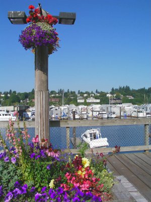 Flowers at Percival Landing