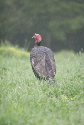 IMG_2087. Rain