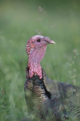 IMG_3523.jpg