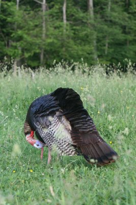 3734 Preening