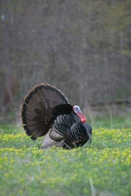 IMG_9947.jpg