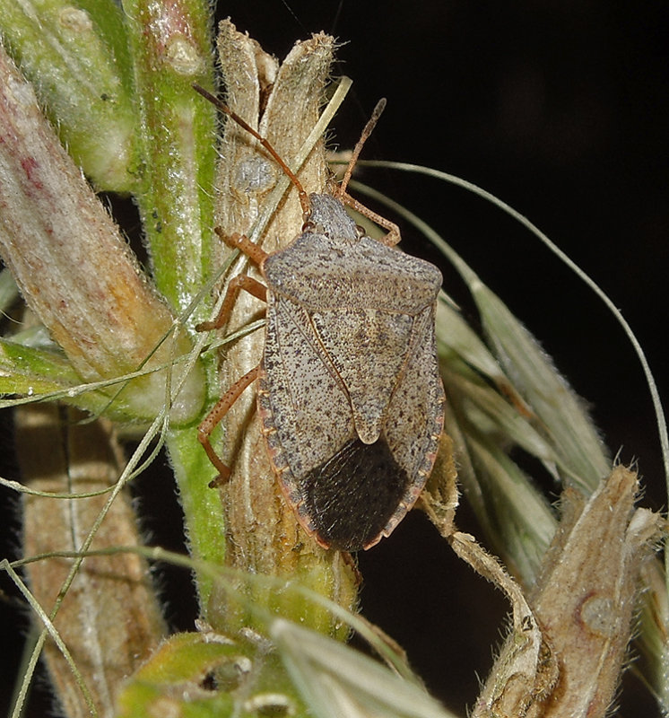 Brown Stinkbug