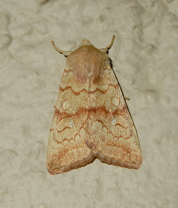 Sunira decipiens (9958)