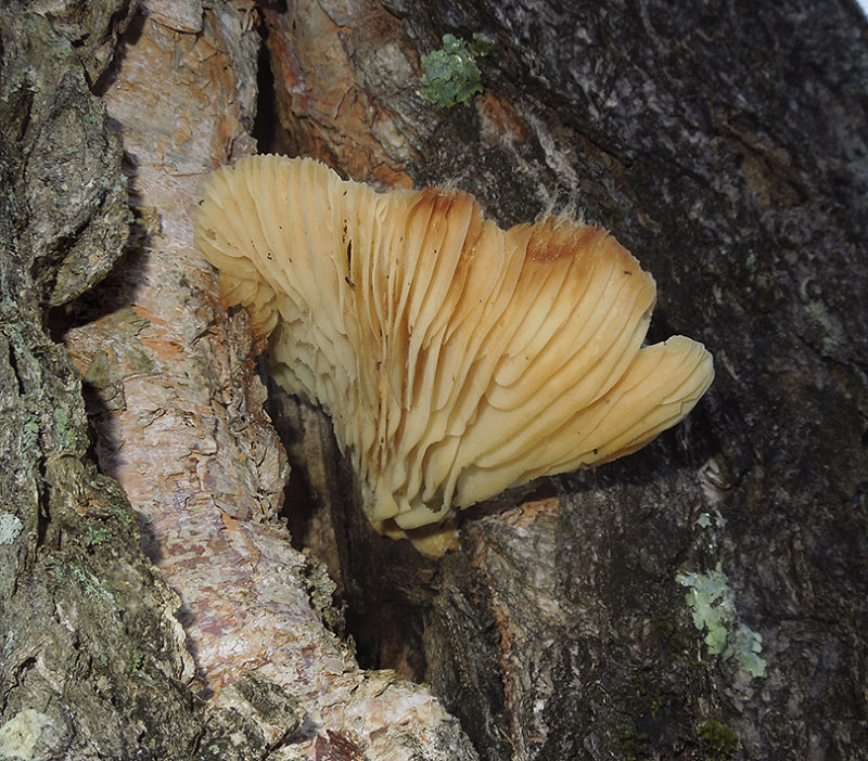 Unidentified Tree Fungus