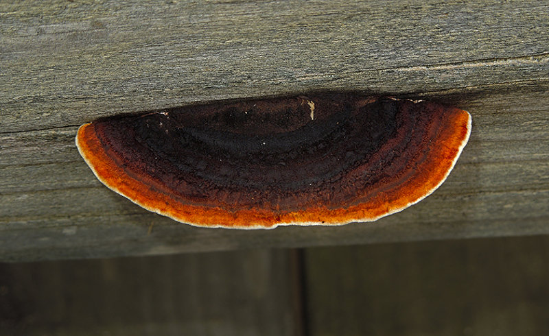 Unidentified Wood Fungus