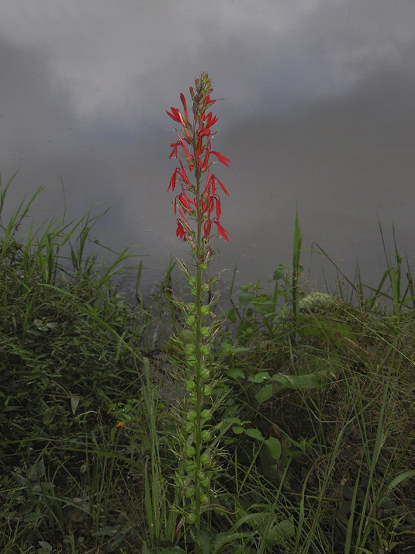 Cardinal Flower