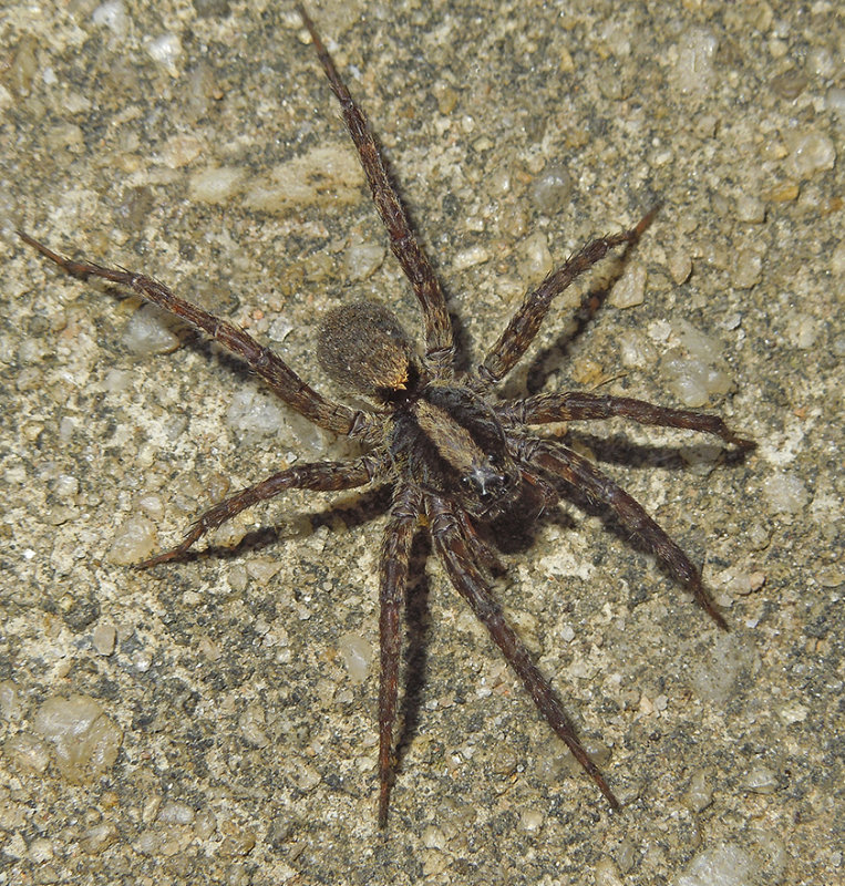 Trochosa sp.